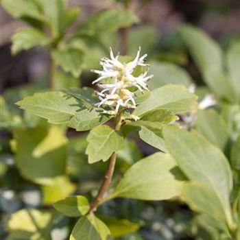 Pachysandra terminalis