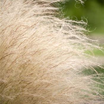 Stipa tenuissima