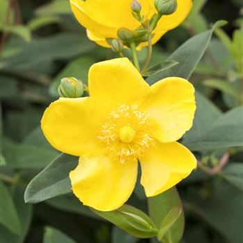 Hypericum patulum 'Hidcote'