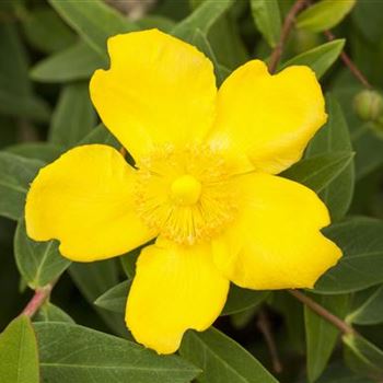 Hypericum patulum 'Hidcote'