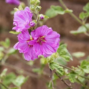 Malva moschata