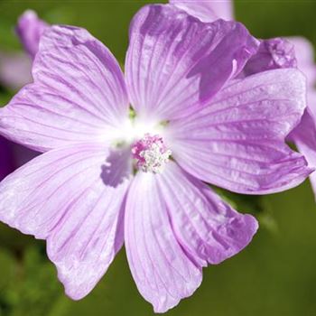 Malva moschata