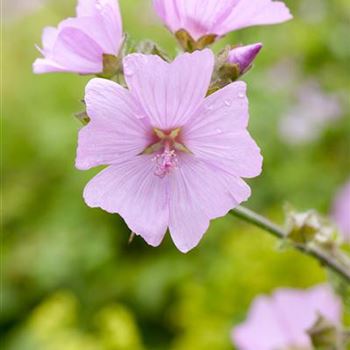 Malva moschata