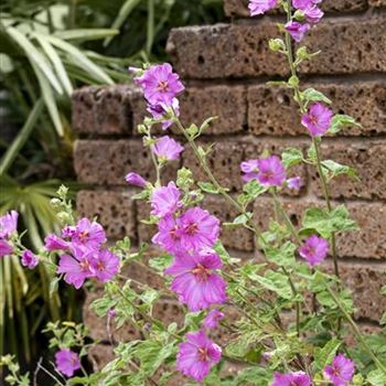 Malva moschata