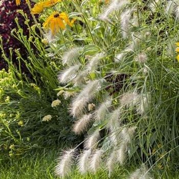 Pennisetum alopecuroides 'Hameln'