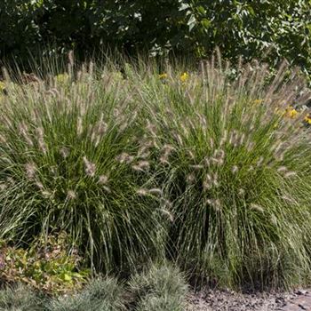 Pennisetum alopecuroides 'Hameln'