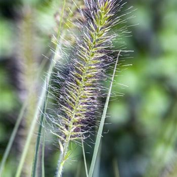 Pennisetum alopecuroides 'Hameln'