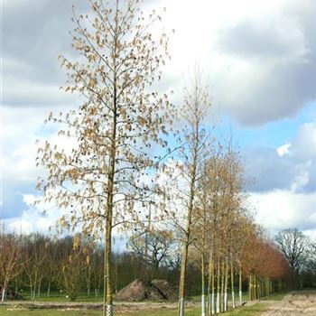 ACO_Sol_baum_5xv_200-300x30-35x500-700_G_NEU1050_19_03_08_22700.jpg