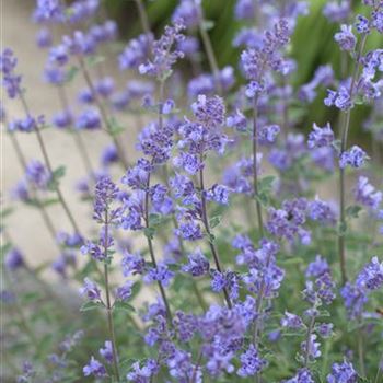 Nepeta x faassenii