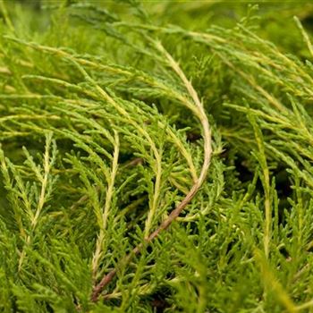 Juniperus x pfitzeriana