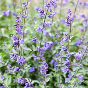 Nepeta x faassenii