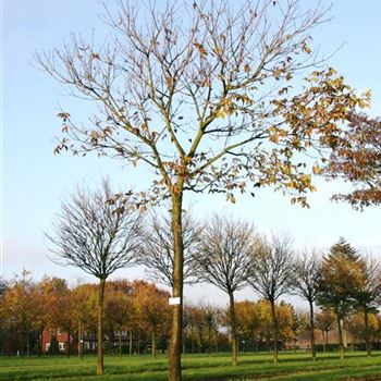 EHU_Sol_baum_5xv_200-300x35-40x400-500_R_ON1063_17_11_06_14719.jpg