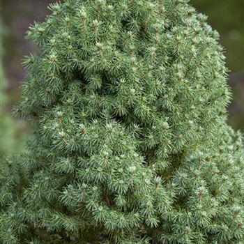 Picea glauca 'Laurin'