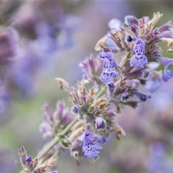 Nepeta x faassenii