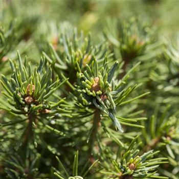 Picea glauca 'Laurin'