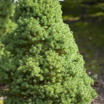 Picea glauca 'Laurin'