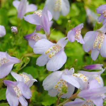 Mazus reptans