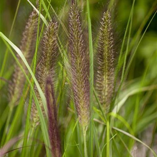 Pennisetum alopecuroides var. viridescens
