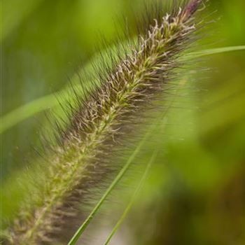 Pennisetum alopecuroides var. viridescens