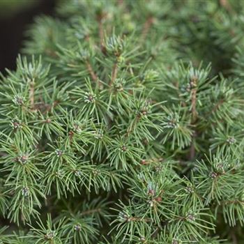 Picea glauca 'Rainbow´s End'