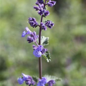 Nepeta x faassenii 'Walker´s Low'