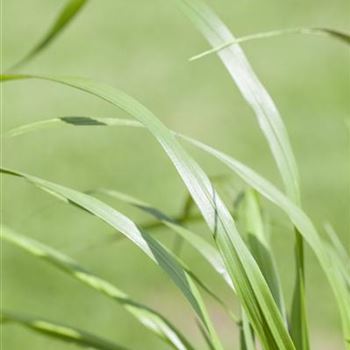 Pennisetum alopecuroides var. viridescens