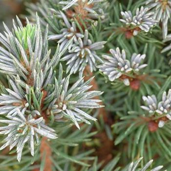 Picea glauca 'Sander´s Blue'