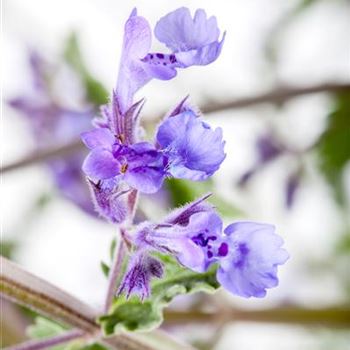 Nepeta x faassenii 'Walker´s Low'