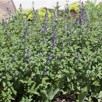 Nepeta x faassenii 'Walker´s Low'