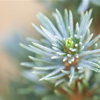 Picea glauca 'Sander´s Blue'