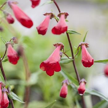 Penstemon hartwegii 'Schoenholzeri'