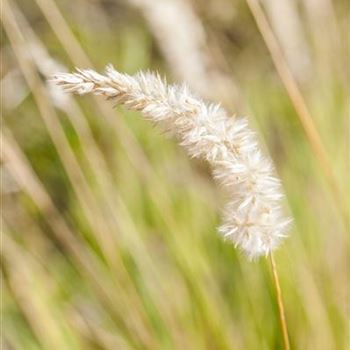 Melica ciliata