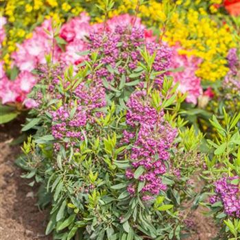 Kalmia angustifolia 'Rubra'