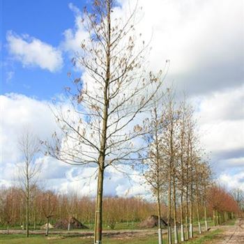 ACO_Sol_baum_5xv_200-300x35-40x500-700_G_NEU1050_19_03_08_22701.jpg