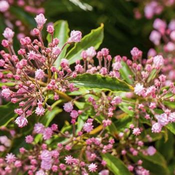 Kalmia latifolia