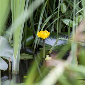 Nuphar lutea