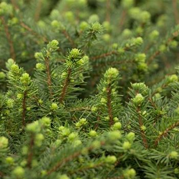 Picea omorika 'Karel'