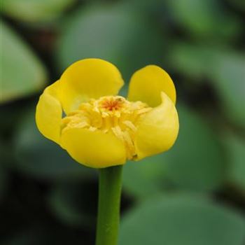 Nuphar lutea