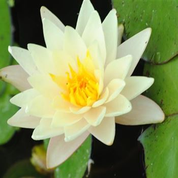 Nymphaea alba