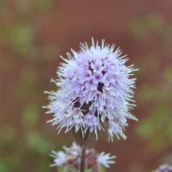 Mentha aquatica