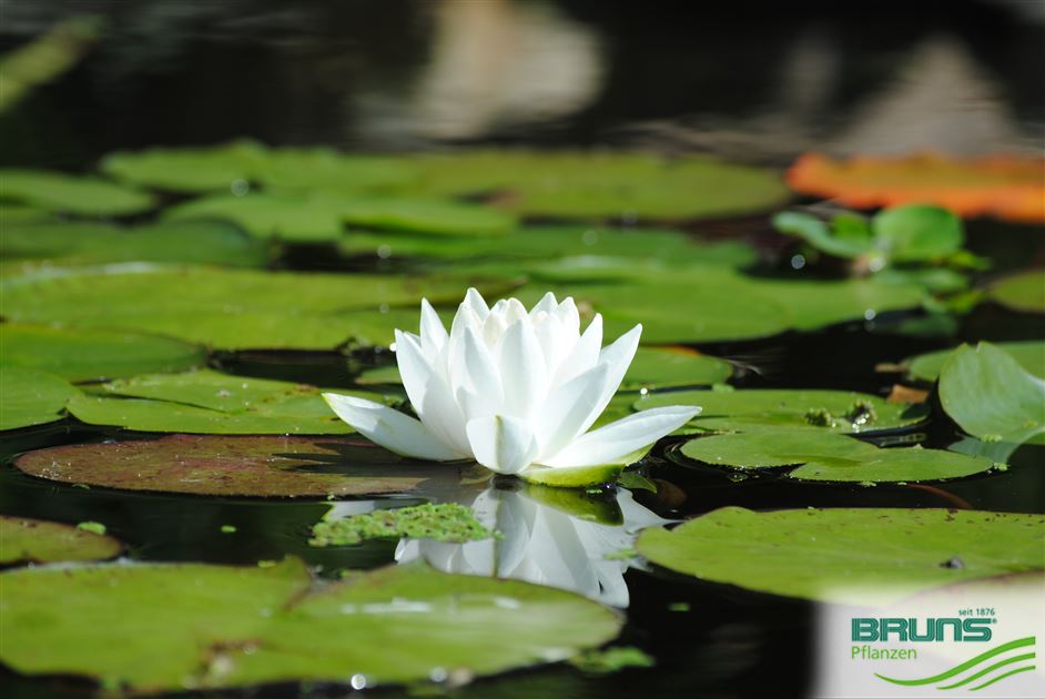 Nymphaea alba, White Waterlily von Bruns Pflanzen