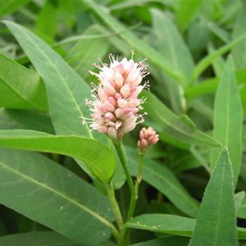 Persicaria amphibia