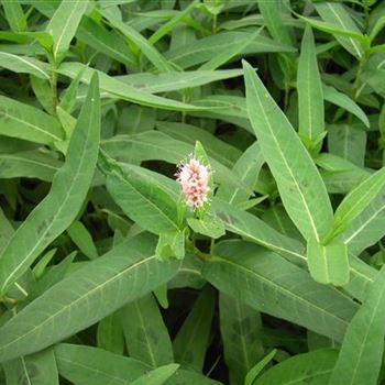 Persicaria amphibia