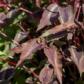 Aconogonon microcephala 'Red Dragon'