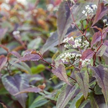 Aconogonon microcephala 'Red Dragon'