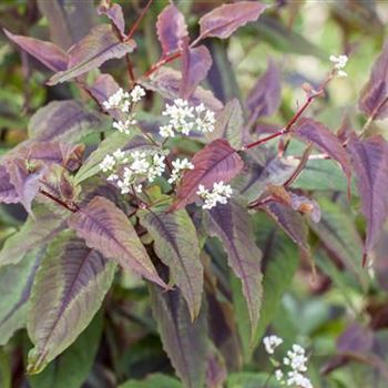 Aconogonon microcephala 'Red Dragon'