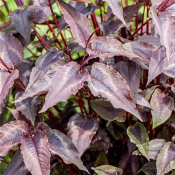 Aconogonon microcephala 'Red Dragon'