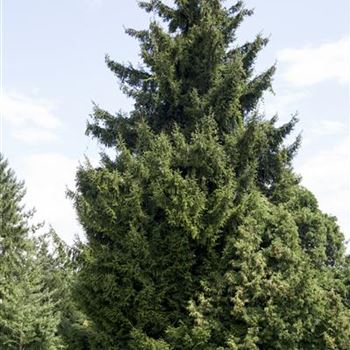 Picea orientalis