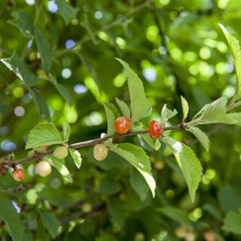 Prunus tomentosa