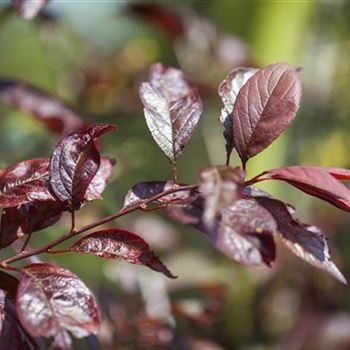 Prunus cerasifera 'Trailblazer'